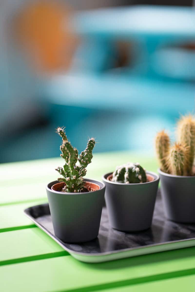 Picture of three little plants
